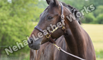 Horse Halters